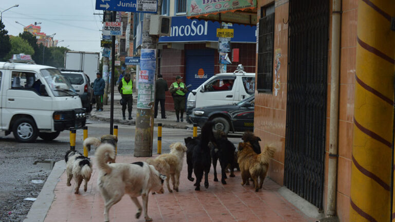 Más de 250.000 perros callejeros a causa del abandono de sus dueños