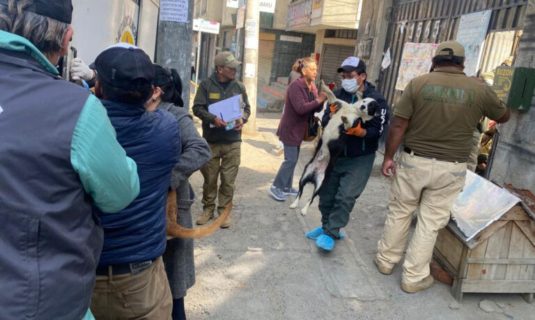 35 mascotas entre perros y gatos rescatadas de un refugio en La Paz