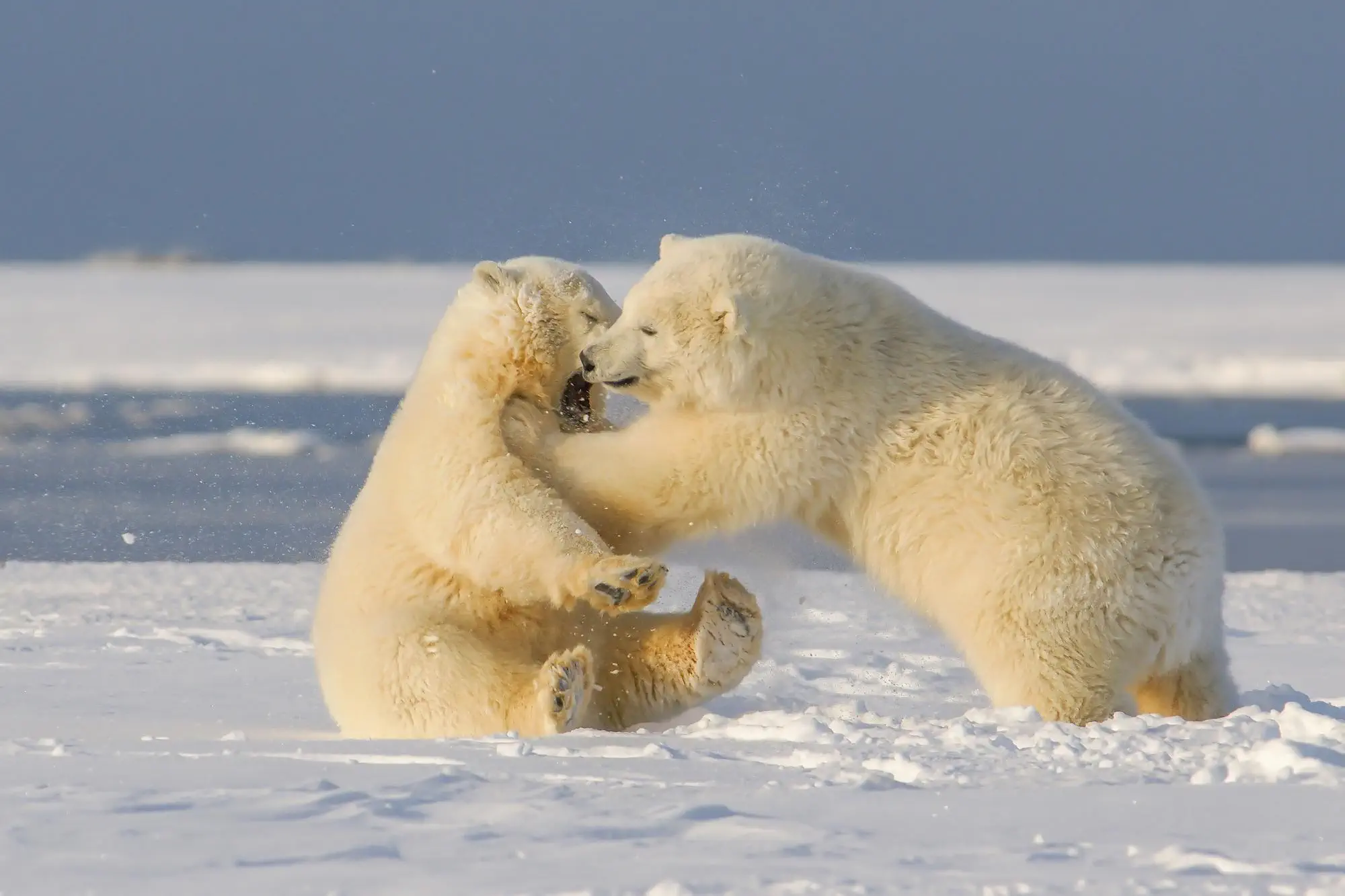 The Polar Bear Survives Harsh Arctic Winters Alone